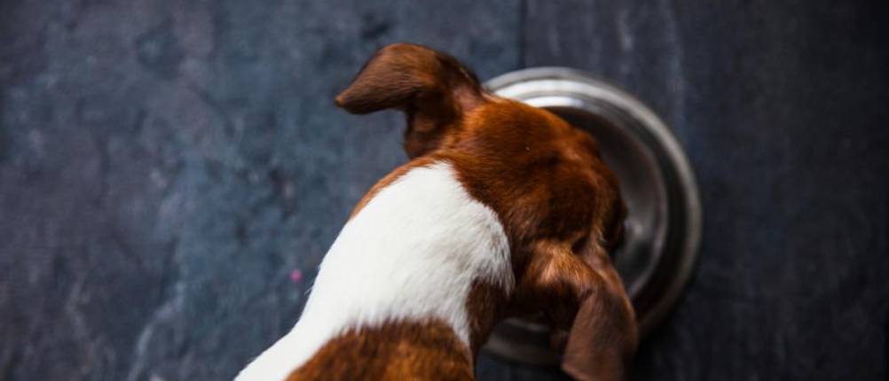 wooof-hundefutter-test