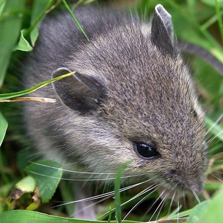 wühlmausschreck test