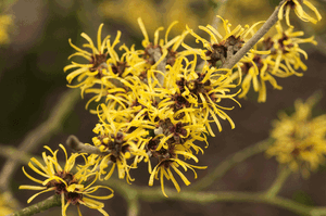 Wund- und Heilsalbe mit Hamamelis