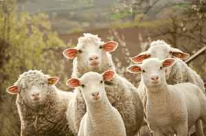 Wund- und Heilsalbe wollwachs