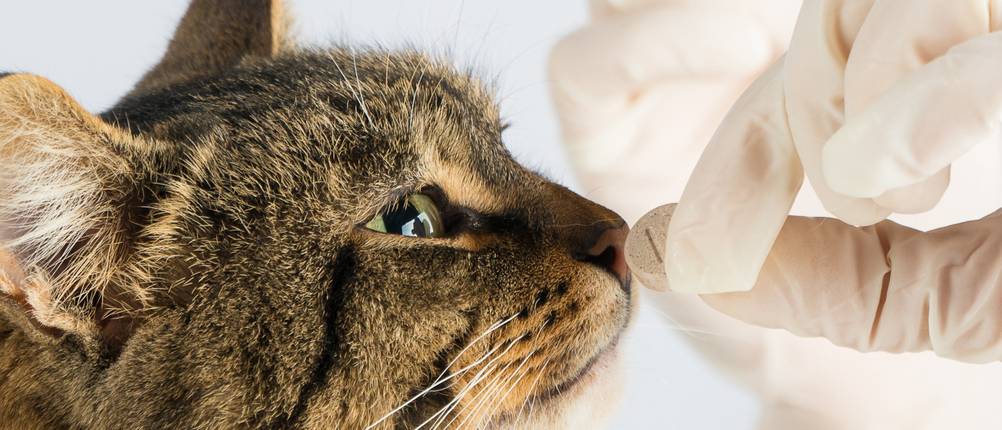 wurmkur-katze-test