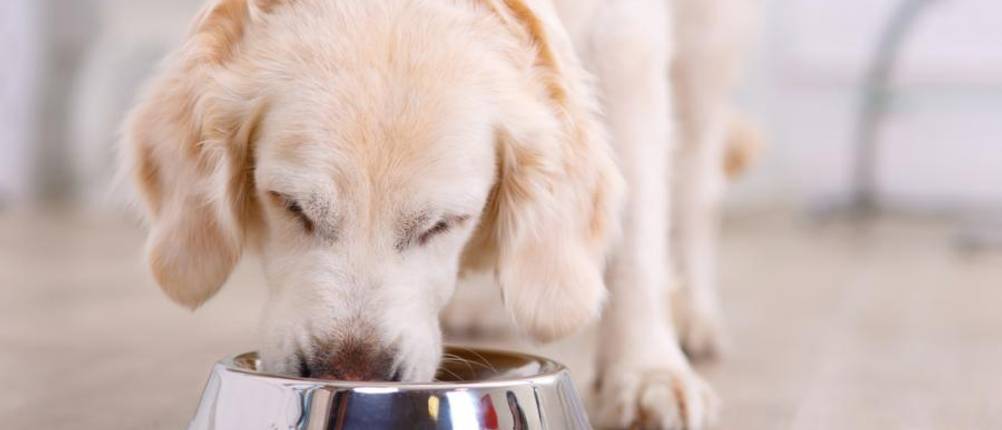 yarrah-hundefutter-test