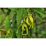 Ylang-Ylang-Pflanze mit Wassertropfen auf ihren Blättern.
