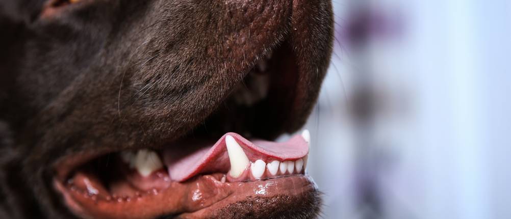Zahnpflege-Hund-Test