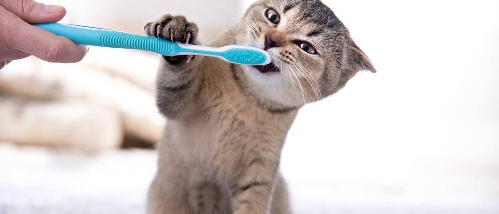 Zahnpflege-Katze-Test