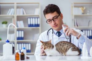 zecken-spray-für-katzen