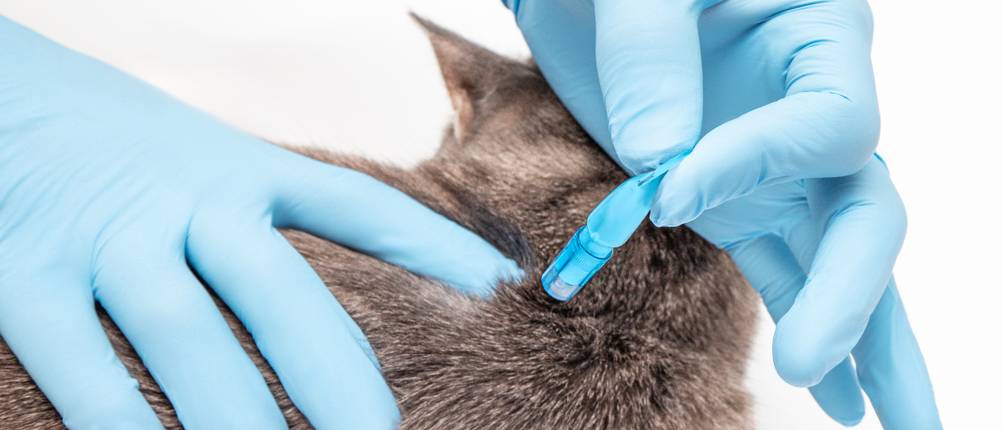 Zeckenschutz-Katze-Test