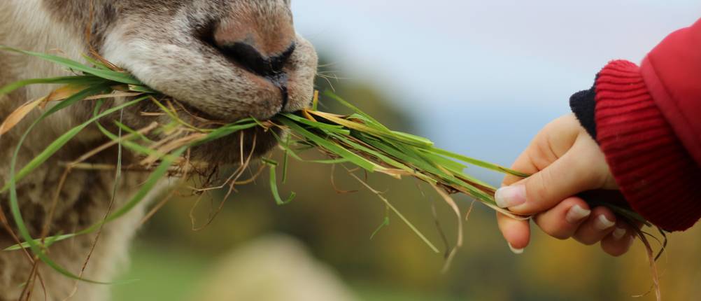 Ziegenfutter-Test: Eine Ziege wird mit Gras gefüttert.
