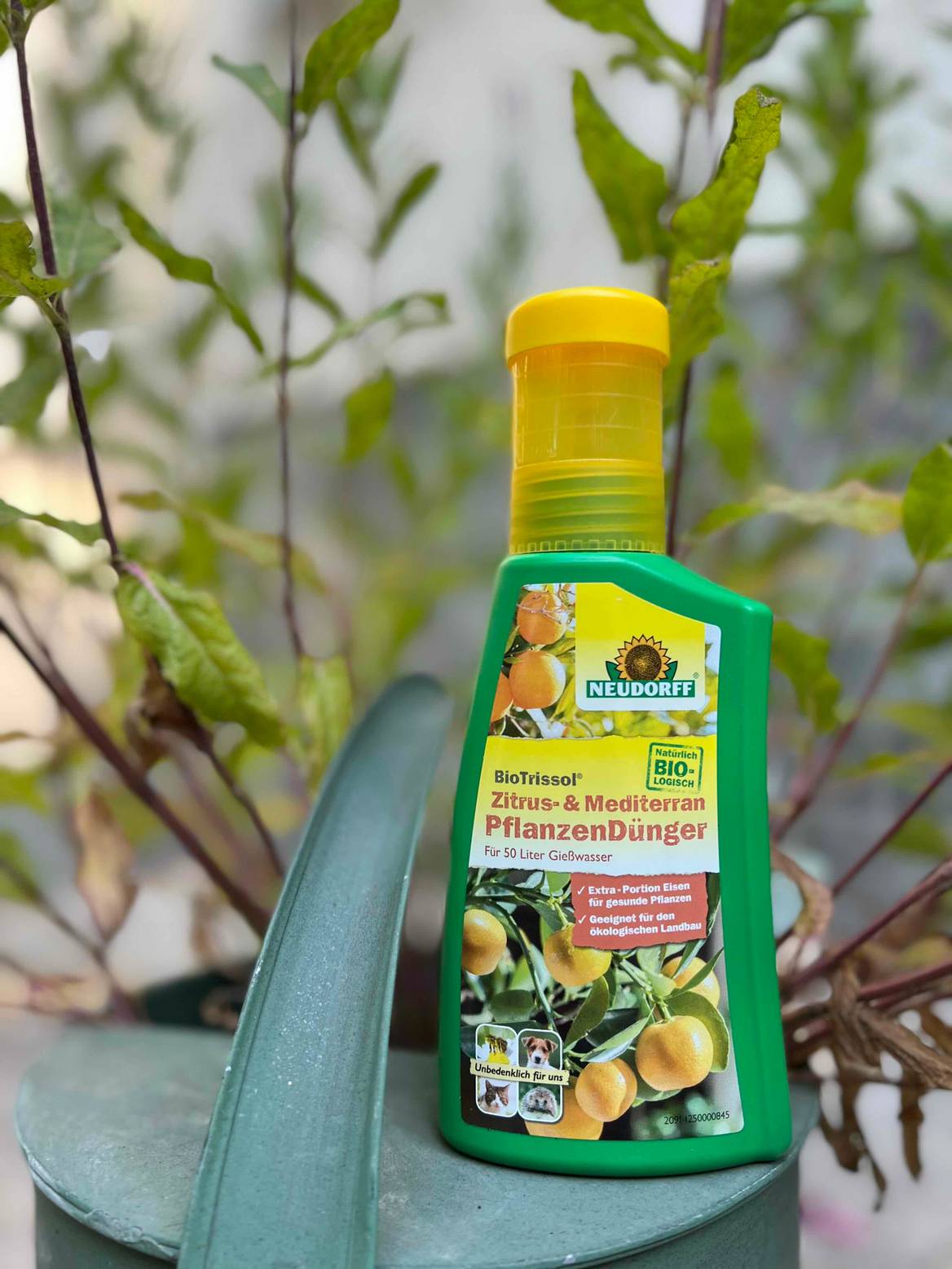 drinks with aloe Savia