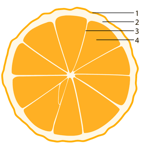 Zitrusfrucht-Aufbau