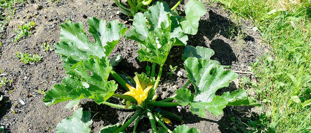 zucchini-einlegen-suess-sauer-pflanze