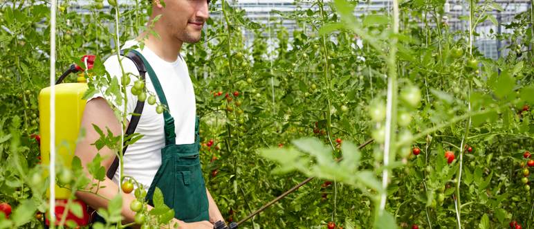mann mit drucksprueher in tomaten