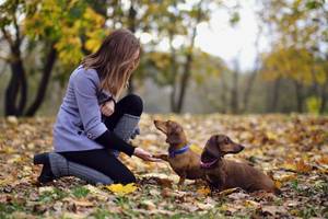 dachshund gibt frauchen high five