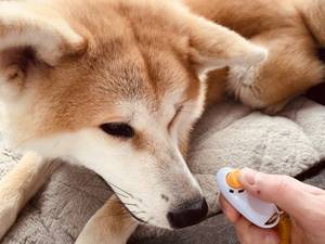 clicker training