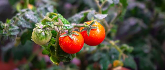 tomaten in growbox