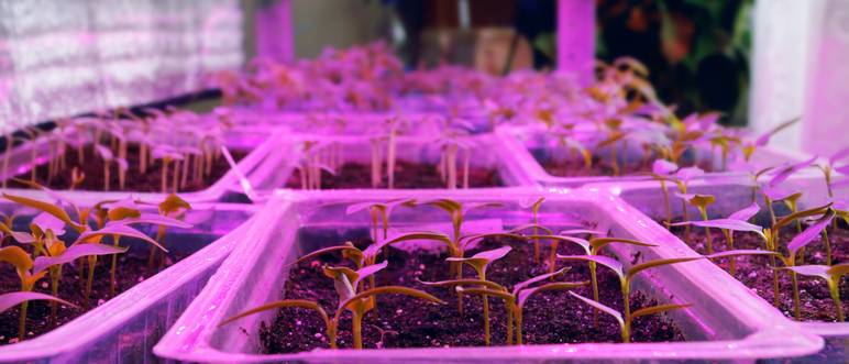 growbox test
