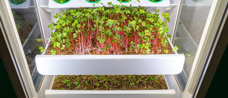 kraeuter in growbox