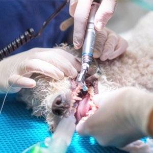 hunde-op-versicherung-leistungen