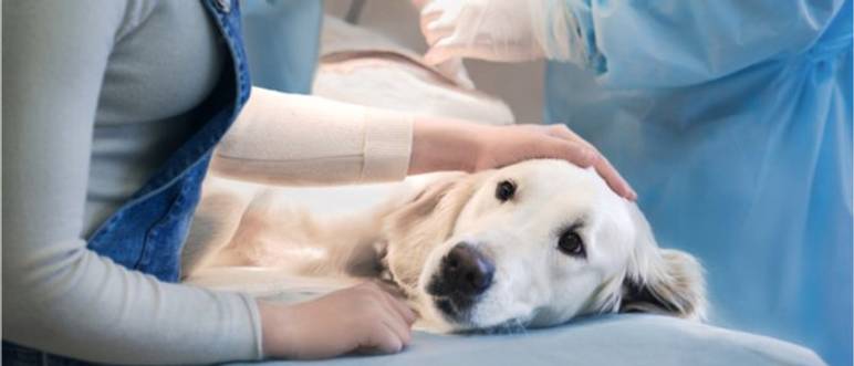 hunde-op-versicherung-test