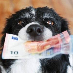 hundekrankenversicherung-guenstig