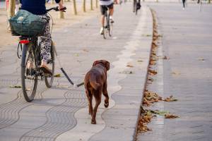 hundeleine-fahrrad