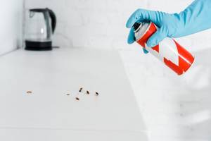 person mit handschuhen eliminiert ungeziefer mithilfe eines insektensprays