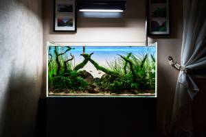 led-lampe beleuchtet aquarium