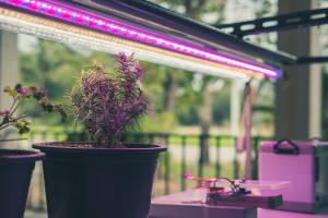 grow-led-lampe über rosmarin