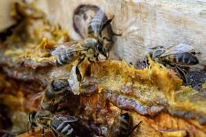 bienen dichten ihre behausung mit propolis ab