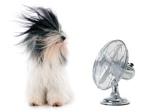 tischventilator und hund