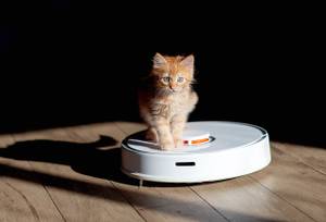 Staubsauger-Roboter getestet: Katze sitzt auf dem Roboter.