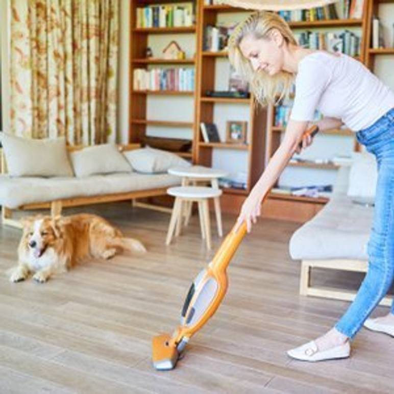 hund schaut frau beim staubsaugen zu