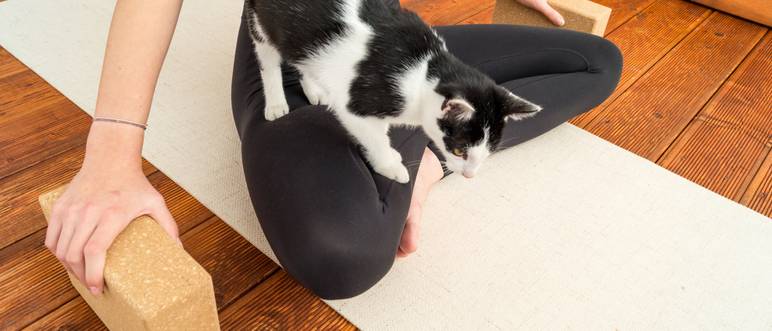 yoga praktizieren mit katze auf dem schoss